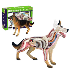 Biological 4D Vision Dog Model Veterinarian Kit Puzzle Educational Anatomy Toys