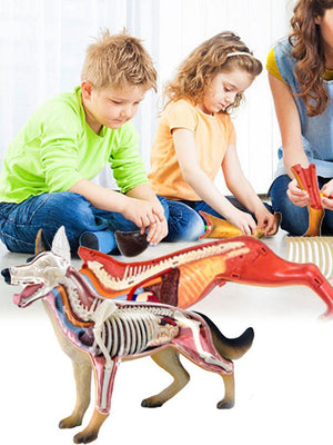 Biological 4D Vision Dog Model Veterinarian Kit Puzzle Educational Anatomy Toys